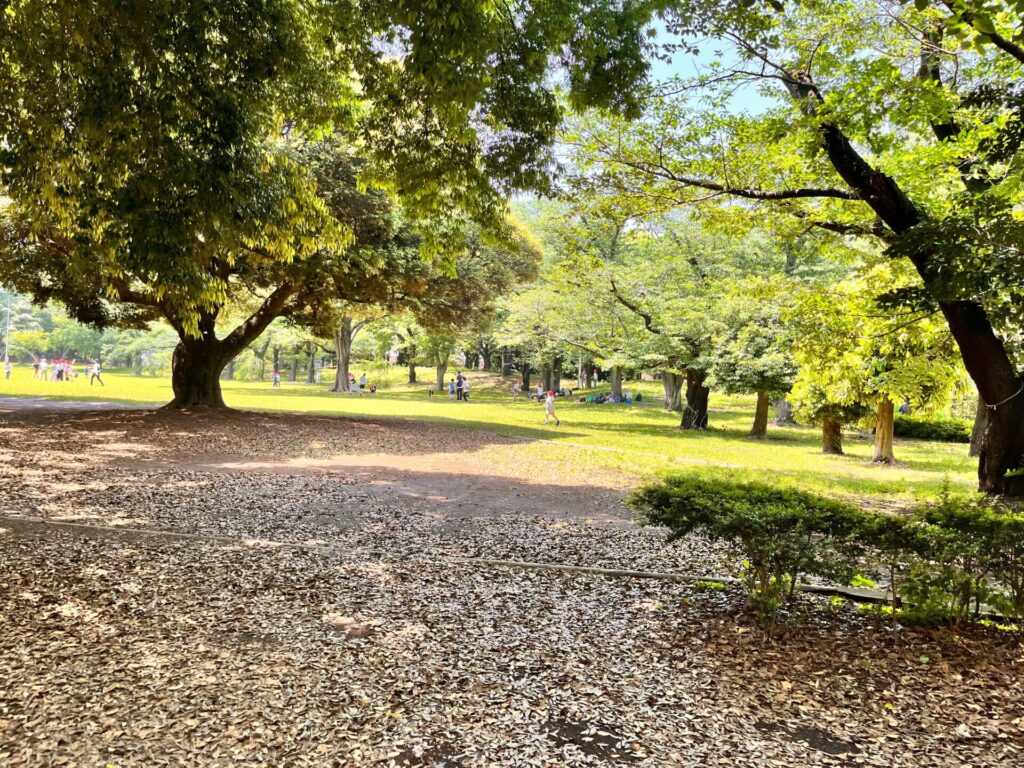 引地台公園の木陰